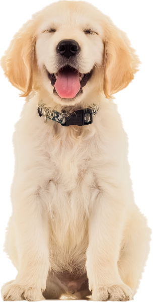 宠物狗动物笑容幼犬贴纸素材