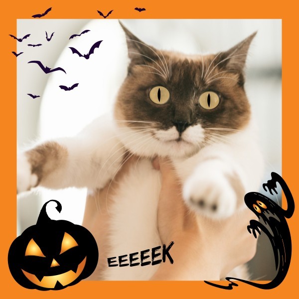 橙色边框万圣节南瓜可爱人物头像