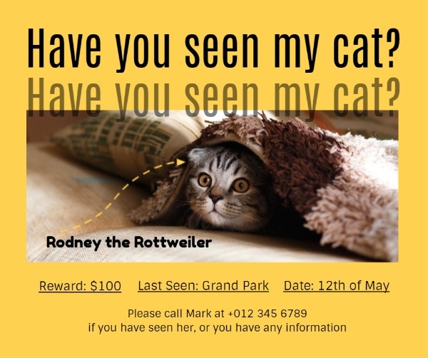 Have You Seen My Cat