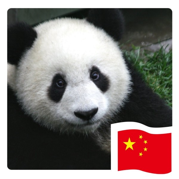 熊猫举旗表情包图片