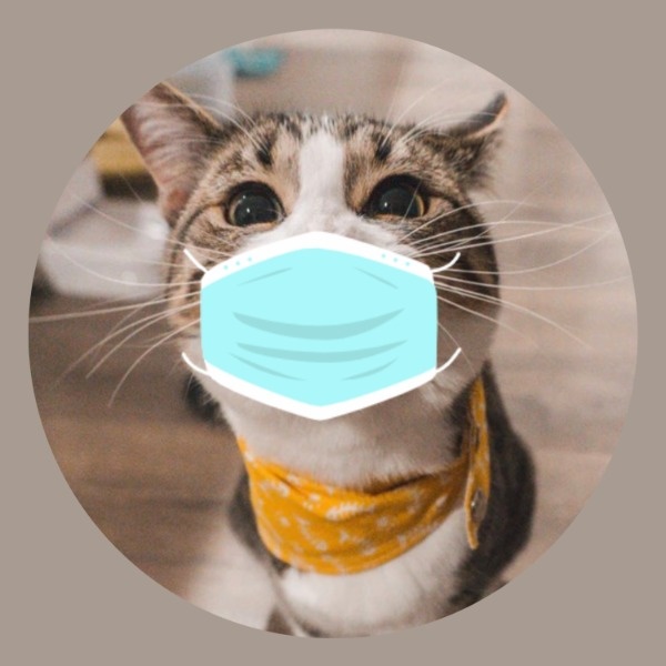 猫咪猫星人戴口罩搞怪搞笑头像