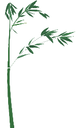 植物竹子竹竹叶装饰