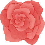 绿植玫瑰手绘装饰红花