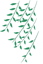 柳树装饰元素绿色树叶树枝