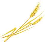 农作物麦子麦穗植物农产品
