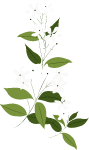 花花朵绿植白色绿色