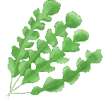 装饰元素荠菜绿植植物叶子