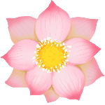 装饰粉红花卉花朵植物