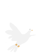 动物鸟白鸽和平鸽和平
