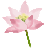 手绘粉色装饰花鲜花