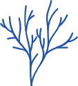 蓝色植物珊瑚自然装饰