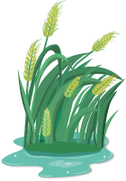 植物绿植水稻农作物麦穗