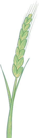 麦穗植物麦子小麦农产品