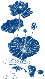 荷叶夏季蓝色荷花植物