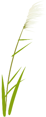 手绘浅黄装饰元素芦苇植物