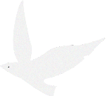 鸽子白鸽动物生物和平