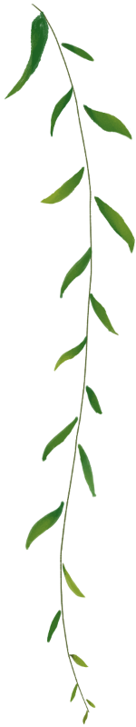 绿色卡通装饰手绘植物
