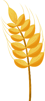 黄色小麦麦穗秋天装饰