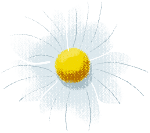 花朵花卉装饰装饰元素白色