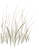 装饰装饰元素植物绿植芦苇