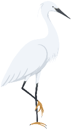 白鹭水鸟鸟动物抬脚