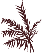 柏树枝绿植黑色装饰元素植物