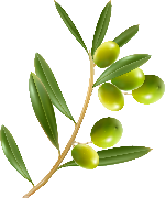 叶子橄榄装饰实物植物
