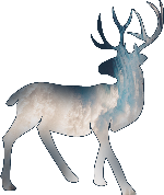 鹿剪影冬天动物生物