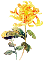 菊国风装饰绿花朵