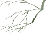 植物树枝手绘装饰元素树杈
