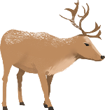 麋鹿动物圣诞节生物生态
