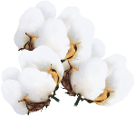 棉纺纺织农作物植物棉花