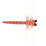 动物蜻蜓昆虫装饰装饰元素