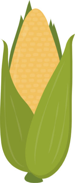 玉米苞谷农作物绿叶叶子