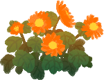 植物卡通装饰花朵菊花