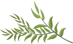 植物绿植装饰装饰元素手绘