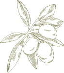 橄榄植物叶子手绘装饰