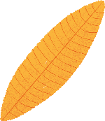 黄叶叶子植物装饰秋天