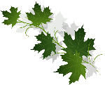 叶片叶子装饰元素绿植葡萄