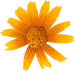 花卉装饰装饰元素橘色花