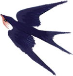 燕子动物鸟飞翔装饰