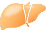 肝脏器官手绘卡通装饰