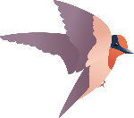 燕子金丝燕动物展翅飞翔