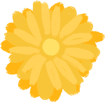 黄色黄菊花植物花朵花店