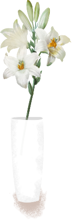 花瓶百合花花花朵花卉