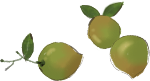 生鲜青梅卡通绿色水果
