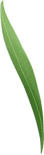 树叶植物绿植手绘绿色