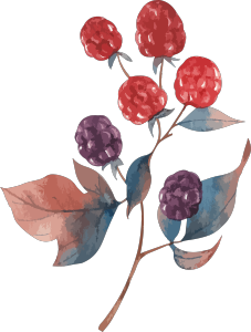 水彩秋季秋植物红果
