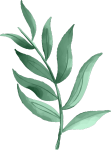 植物手绘插画自然树叶