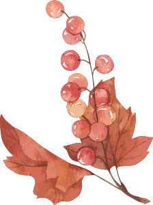 秋天秋季秋植物红果